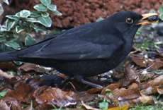 Amsel-Rosine-20.jpg